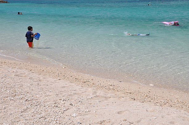 サヨリの稚魚が水面近くを泳