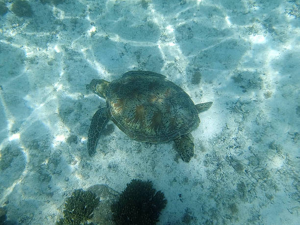 海底に生えている海藻を食べるウミガメ