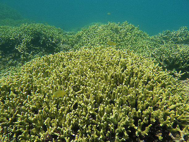 様々な種類のサンゴや色とりどりの熱帯魚