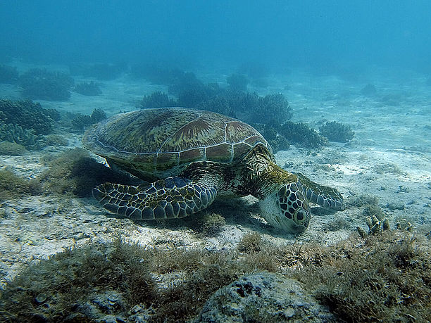 海底に生えている海藻を食べているところ