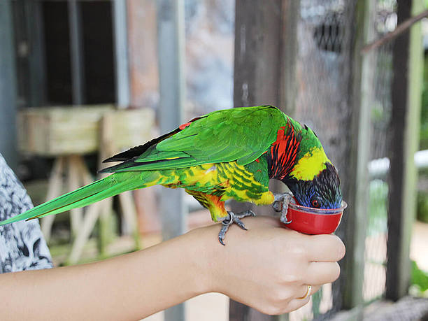 「バードヤード」は手乗りインコに餌やりができる