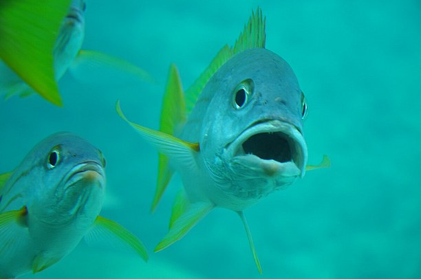 のぞき窓から見る魚