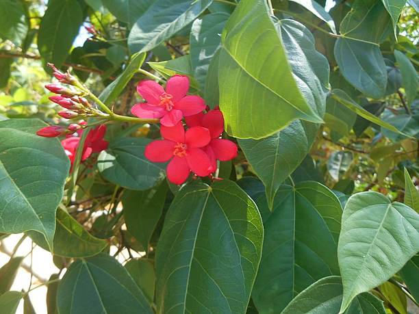 宮古島市熱帯植物園で季節の花々を楽しみながらの散策