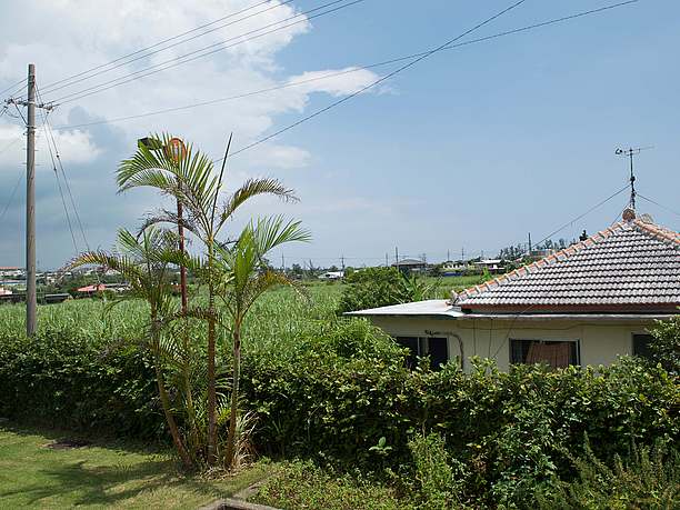 さとうきび畑に囲まれた店