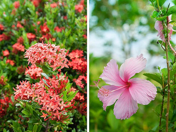 石垣島の花