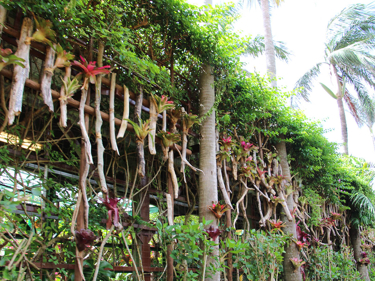 亜熱帯植物の中を通り抜ける