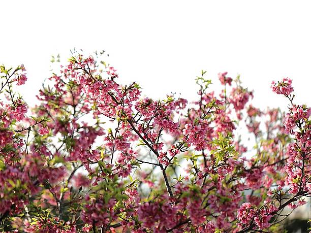 緋寒桜が咲き誇る