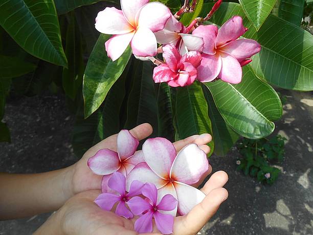 カフェの前の庭先からは、ピンクのプルメリアや日日草の花をいただく