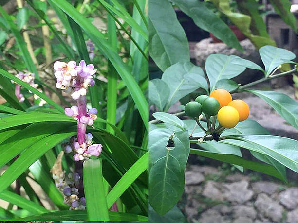 季節ごとに咲く花々