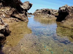 潮だまりを泳ぐ熱帯魚