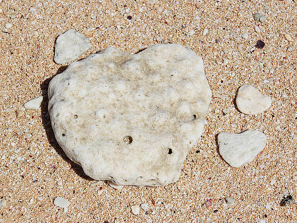 ハート型の貝殻