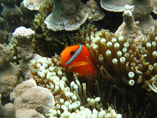 熱帯魚クマノミ