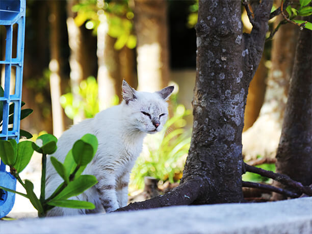 のびのび暮らす猫