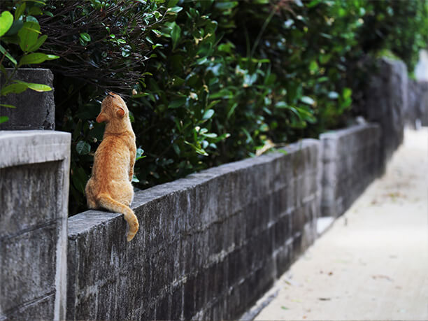 石垣の上にいる野良猫