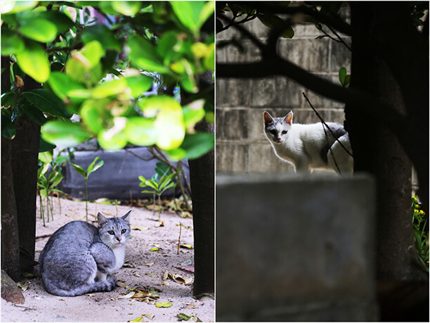 野良猫たち