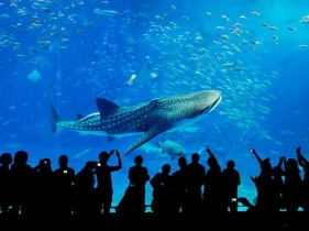 美ら海水族館