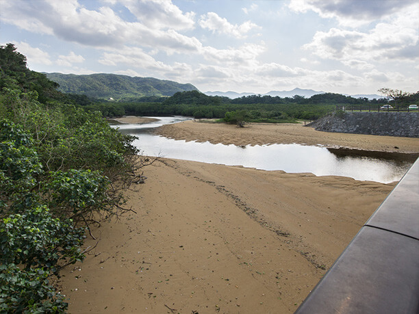 吹通川のヒルギ群落