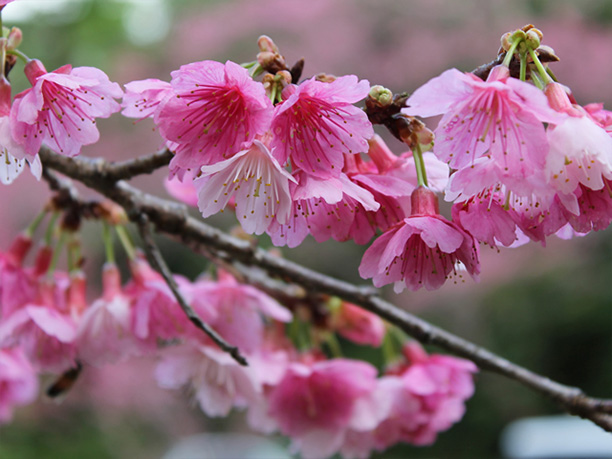 八重岳桜
