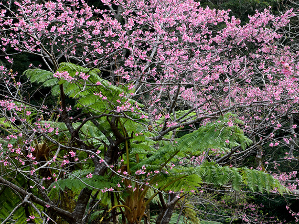 亜熱帯の植物と桜