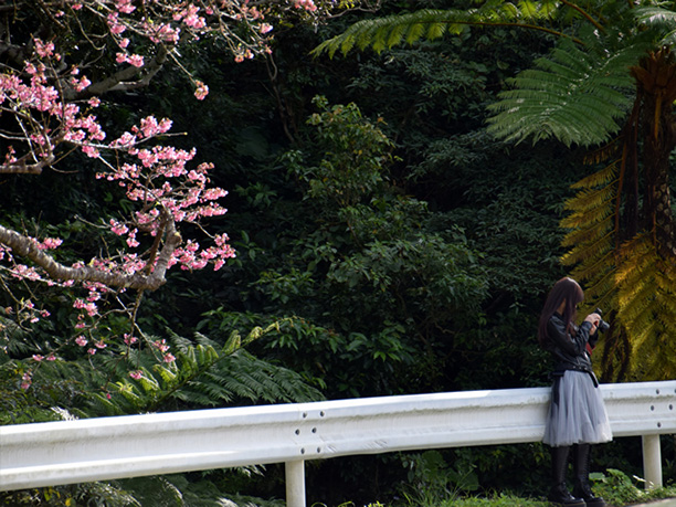 亜熱帯の植物と桜の面白い競演