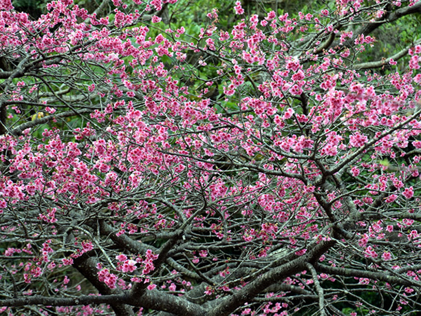 八重岳桜の森公園