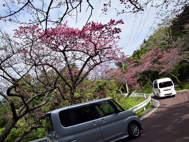 沿道の両わきに咲く桜