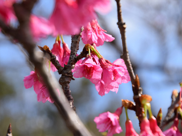 沖縄の桜