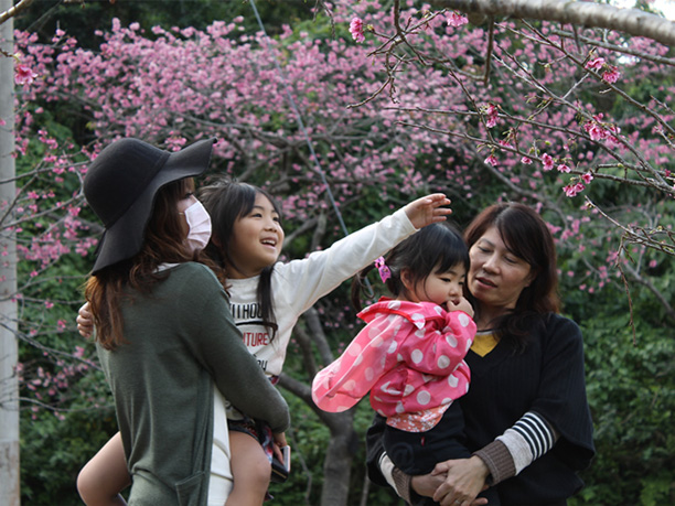 桜の下から花を楽しむ親子