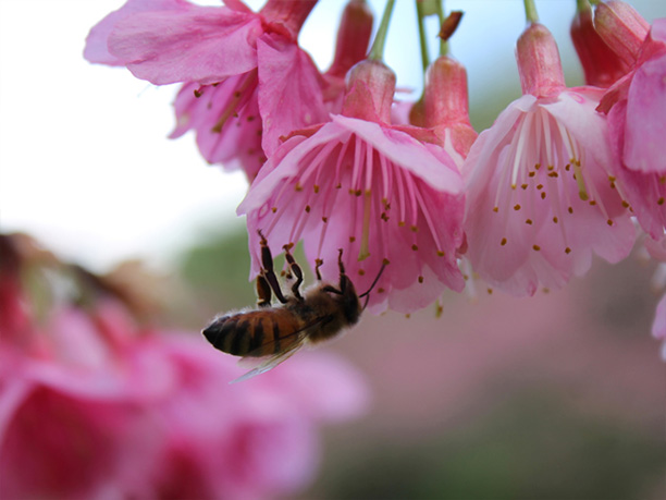 桜の花とみつばち