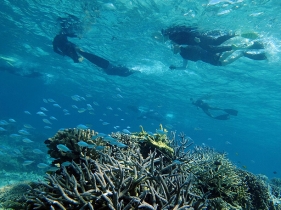 熱帯魚とサンゴ