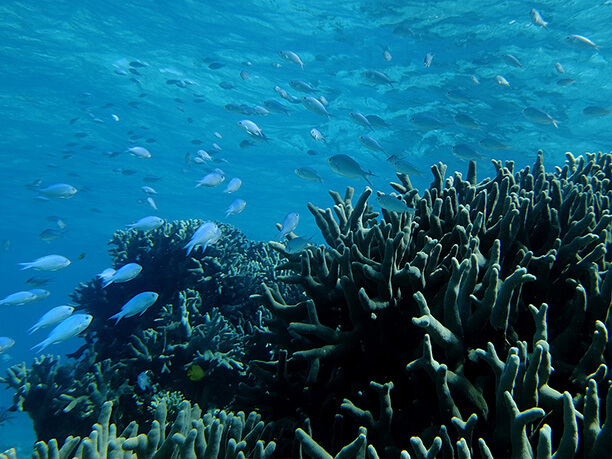 熱帯魚とサンゴ