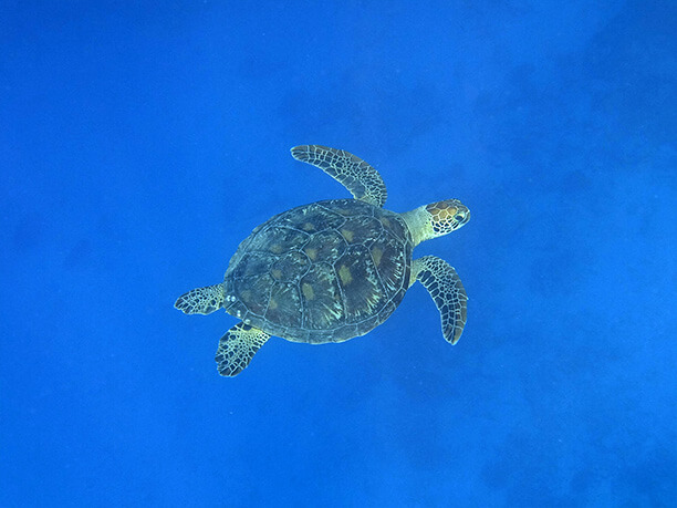 海ガメ　至近距離