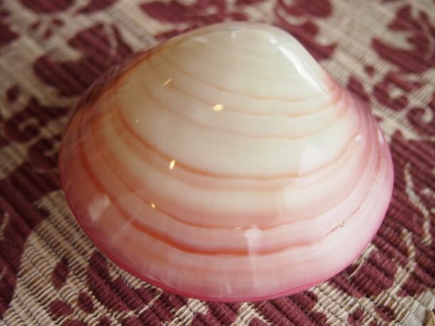 ピンクの貝殻