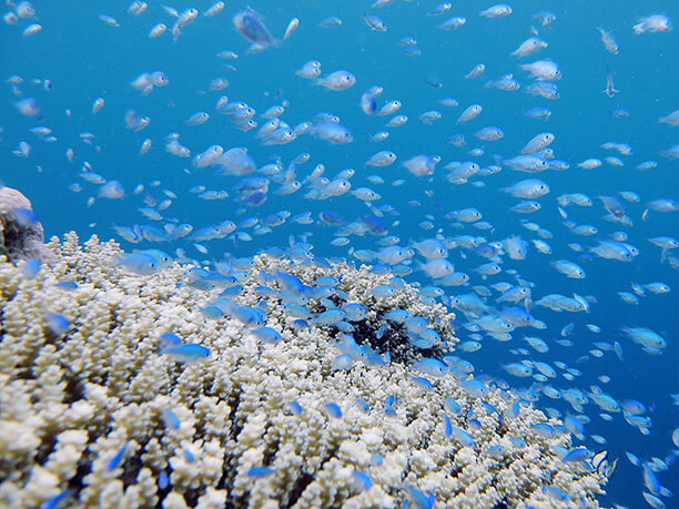 カラフルな珊瑚礁の風景