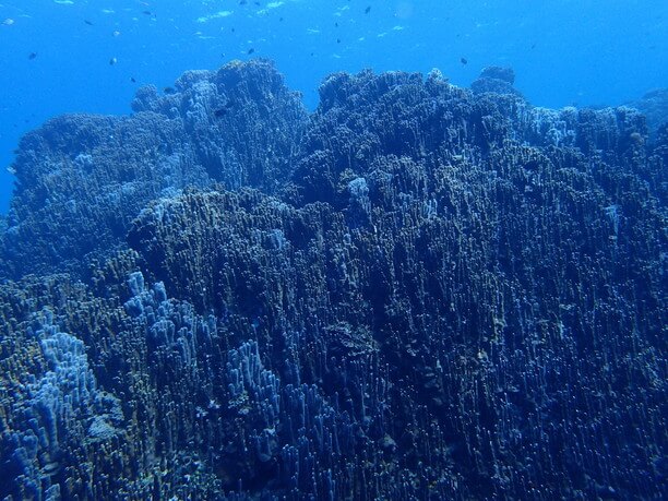 圧巻の大浦湾のアオサンゴ群集