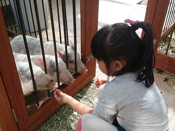 餌やりをする子供とミニブタ