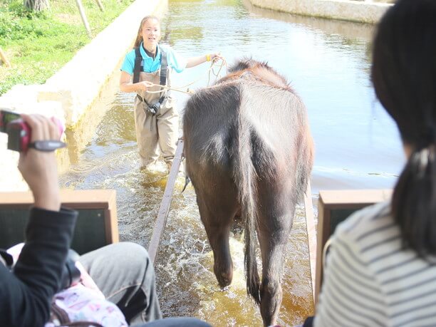 水牛のための池