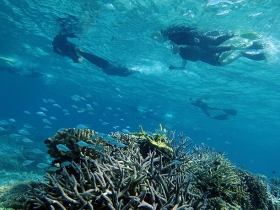 熱帯魚とサンゴ