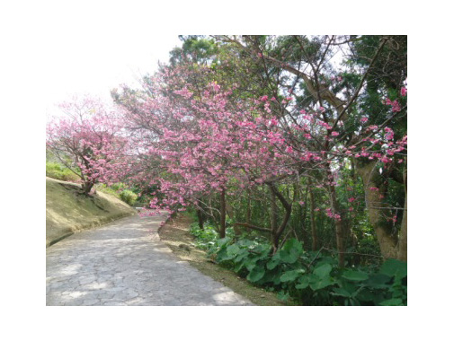 太陽の丘園路沿いの桜