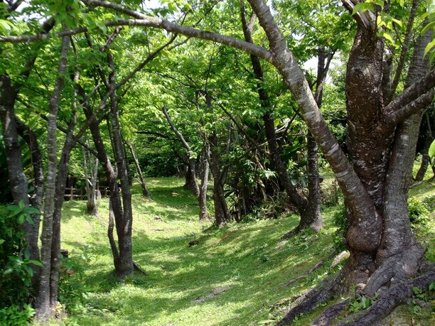 さくらの園