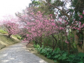 太陽の丘園路沿いの桜