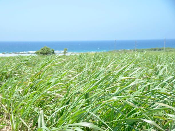 海岸風景