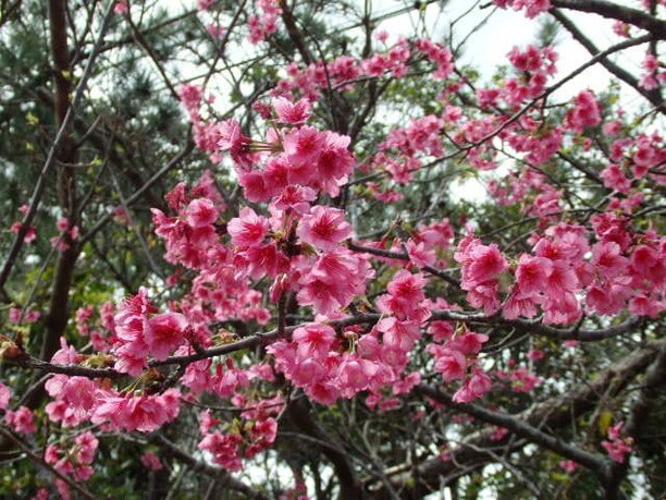 季節ごとに花々が楽しめる公園