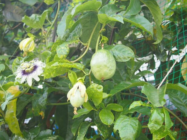 自家菜園の果物