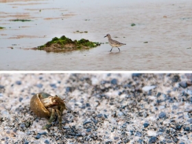 浜辺で生活する生き物たち