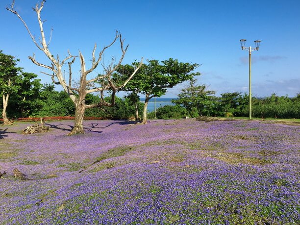 ヒメキランソウの花畑のある崎原公園