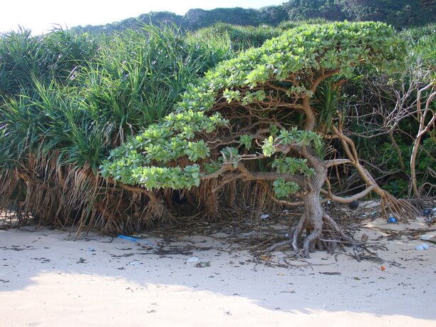 砂浜の日陰