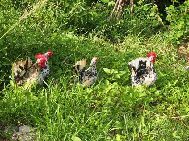 放し飼いの動物たち