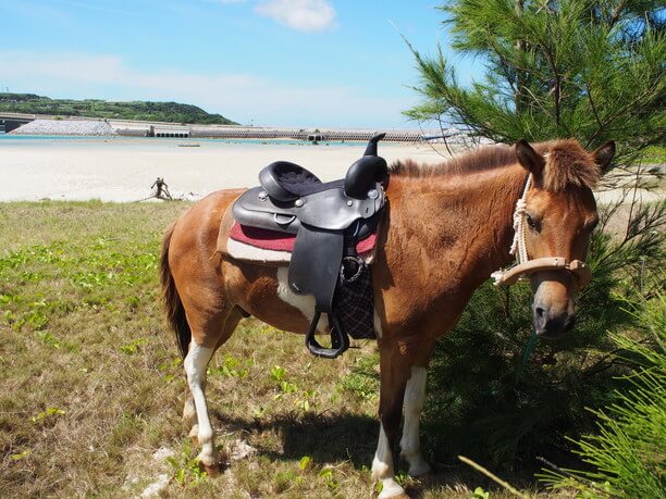 久米島で馬と遊ぶ