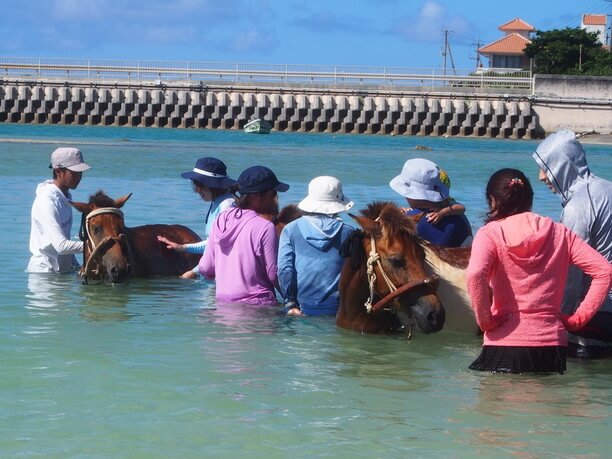 海馬遊び